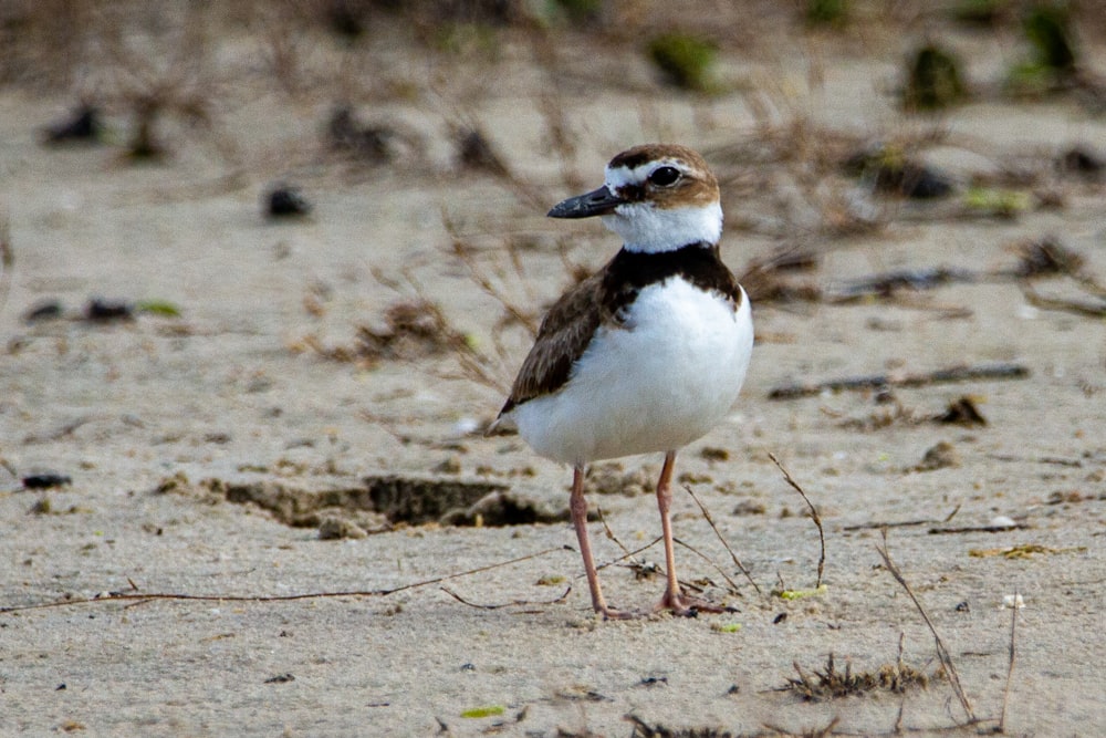 white and brown bird on brown sand during daytime