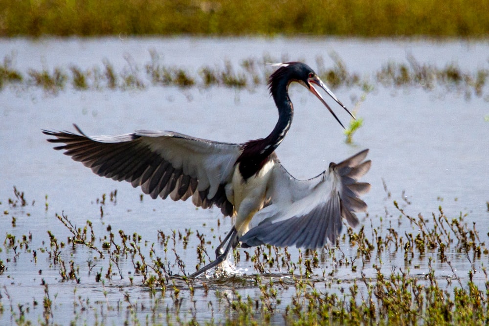 pássaro branco e preto voando sobre o lago durante o dia