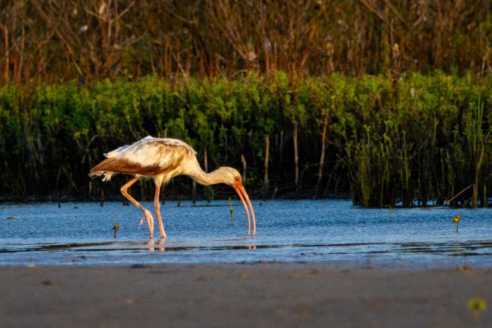 white and brown bird on water during daytime