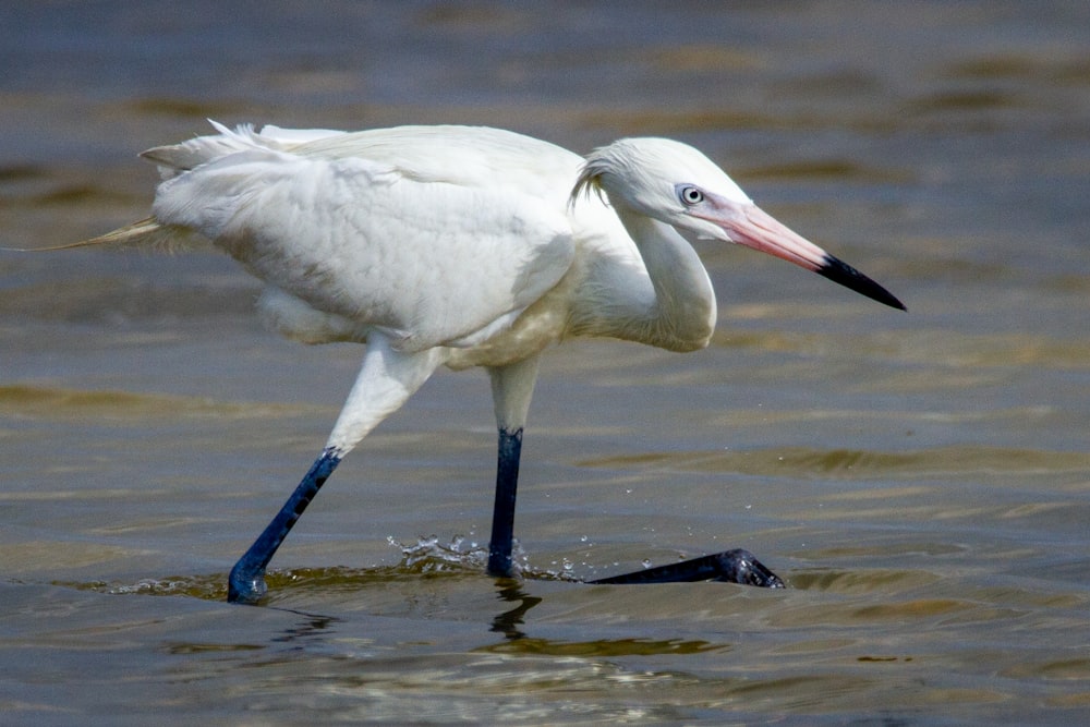 white bird on water during daytime