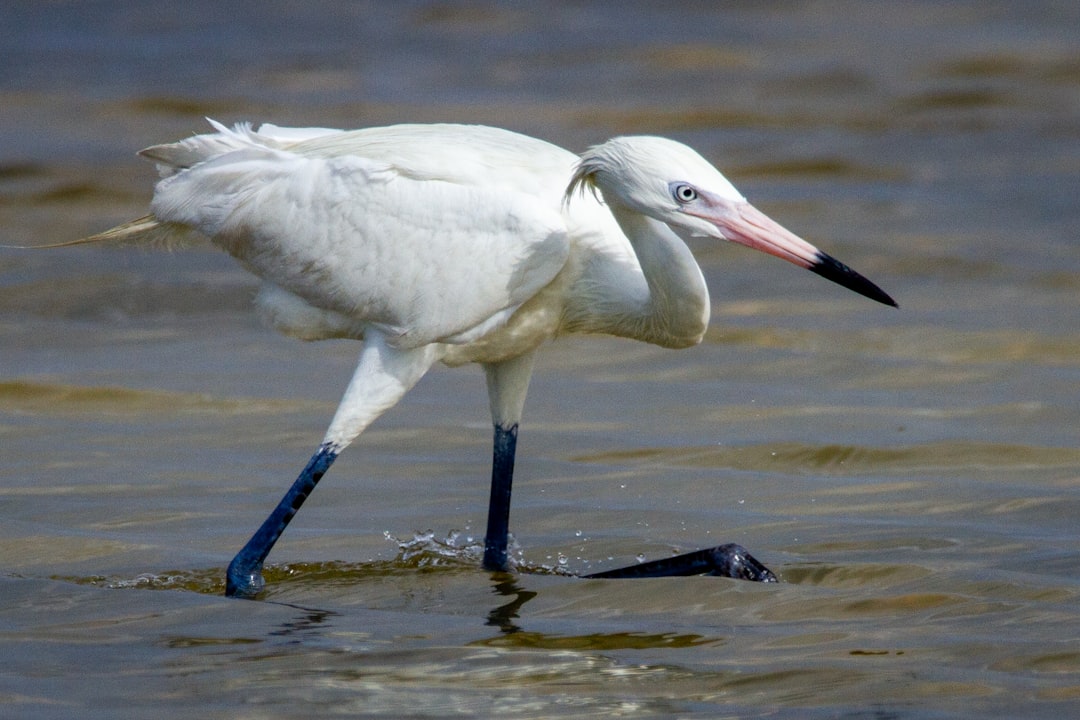 7 Unforgettable Experiences on Padre Island, Texas Beyond the Beach… — 7 Unforgettable Experiences on Padre Island,