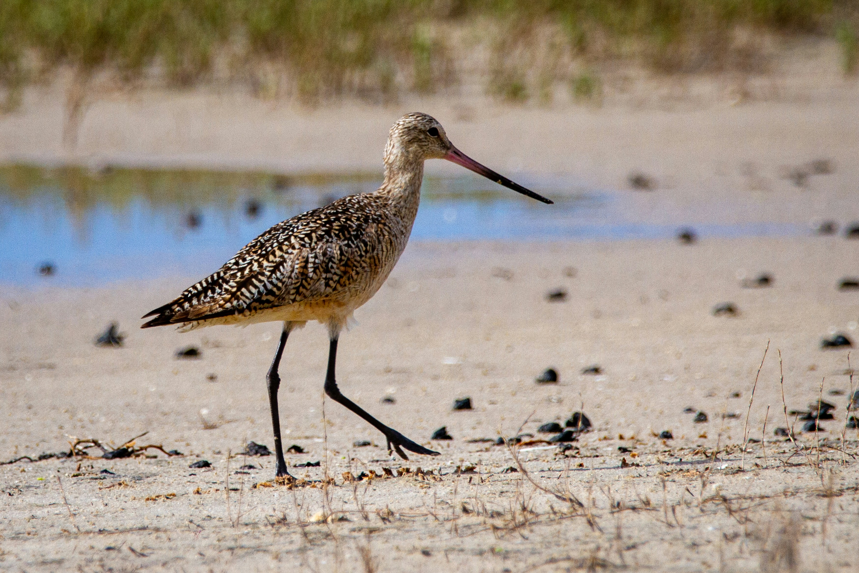 brown and white bird on brown sand during daytime, A marbled godwit walks along the sand.