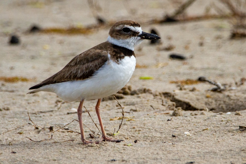 white and brown bird on brown soil