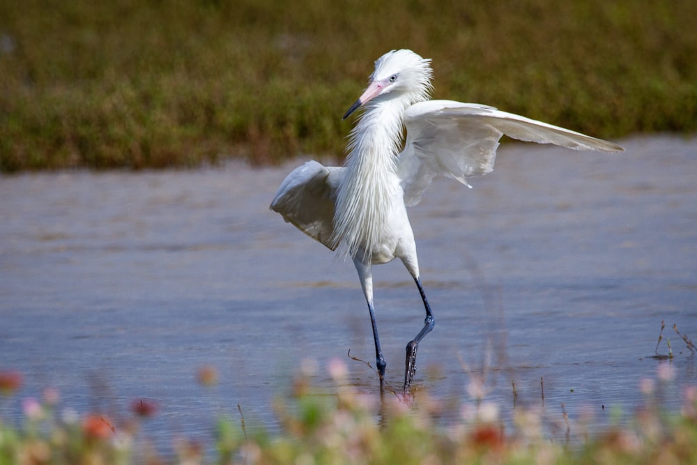 white bird flying over the lake during daytime