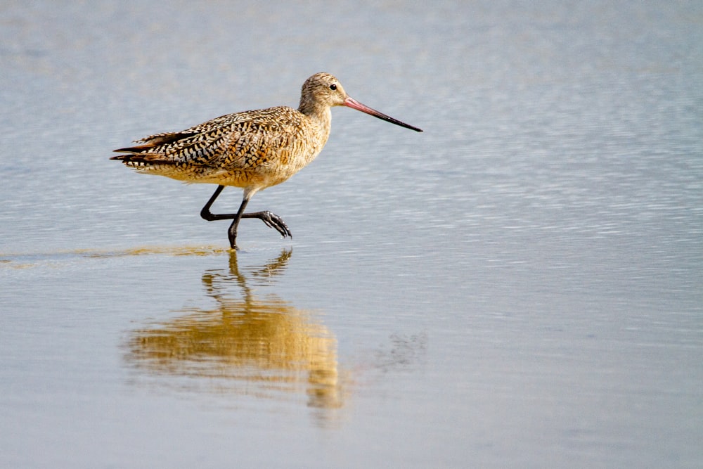 brown bird on water during daytime