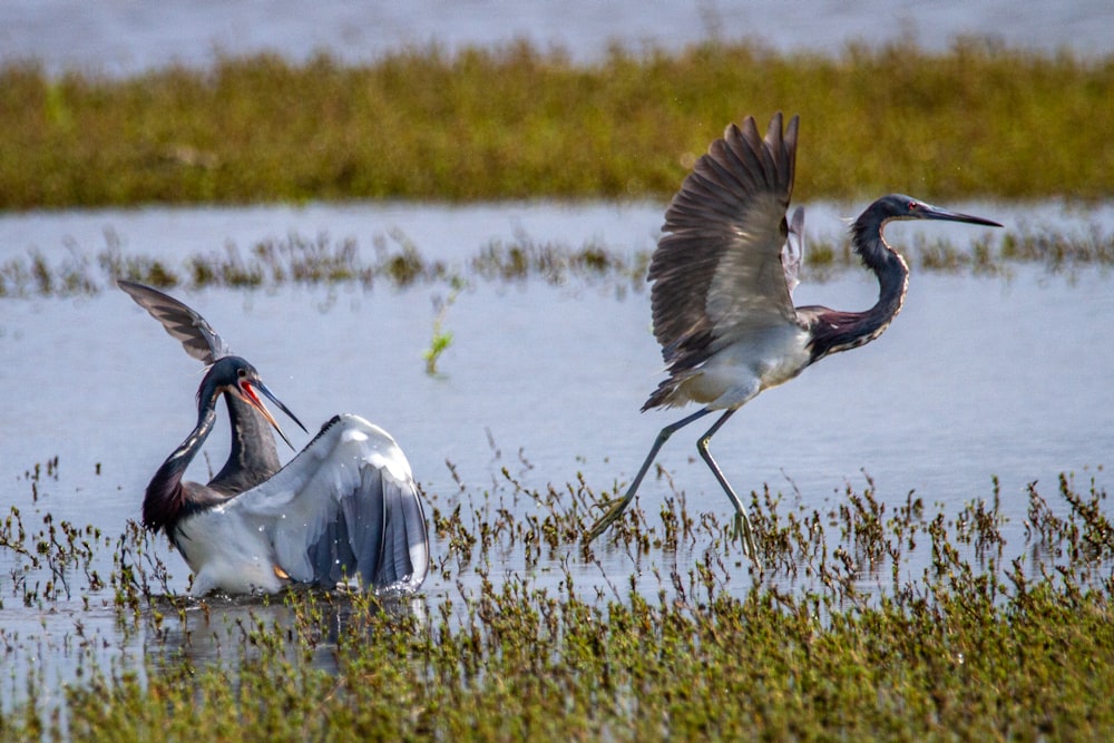 a couple of birds that are standing in the water