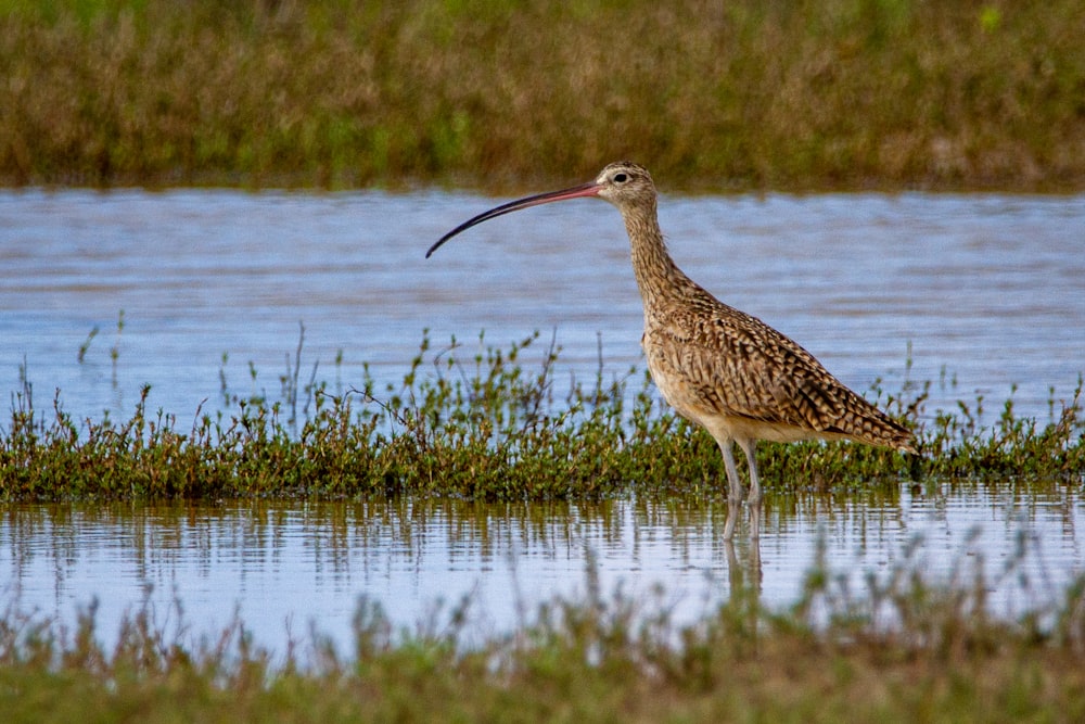 pájaro marrón en la hierba verde cerca del cuerpo de agua durante el día