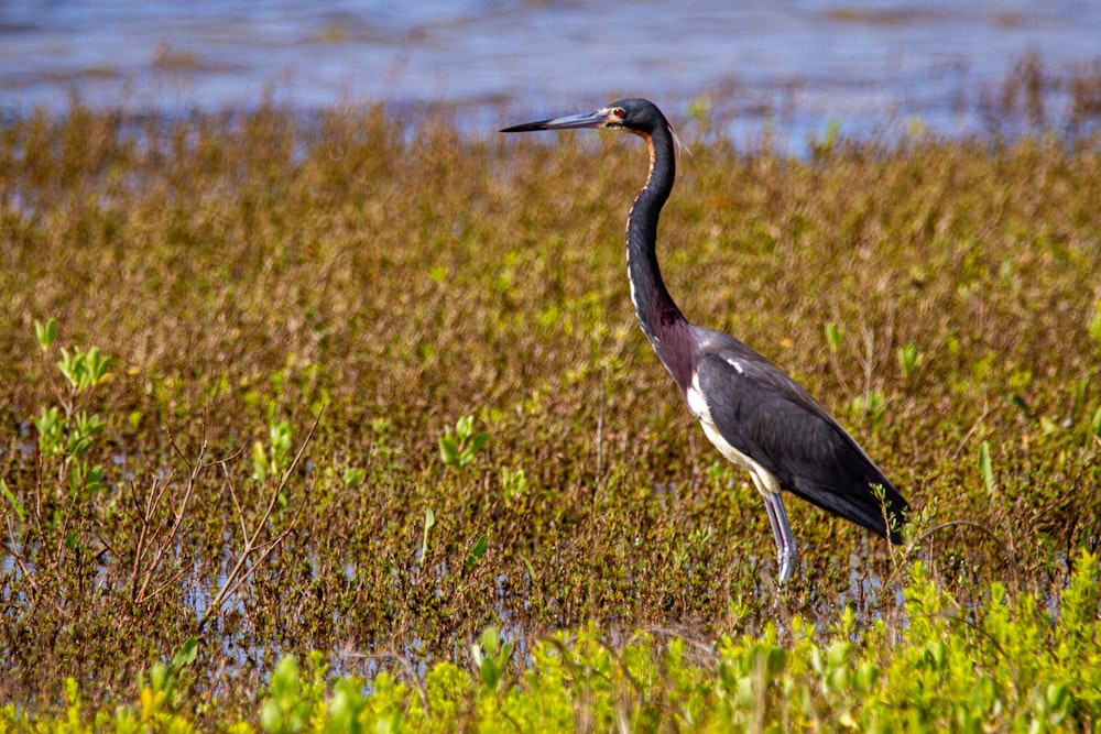 black crowned crane on green grass field during daytime