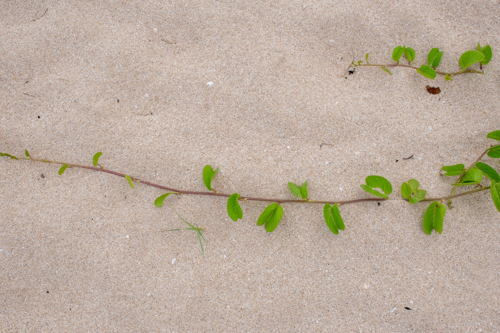 green plant on gray sand