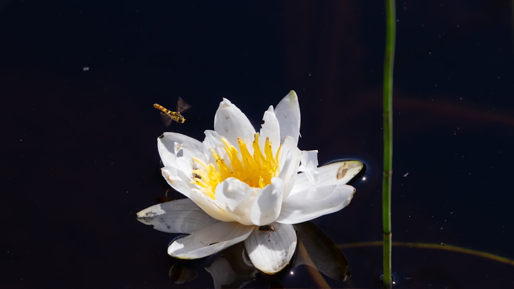 white and yellow flower in water