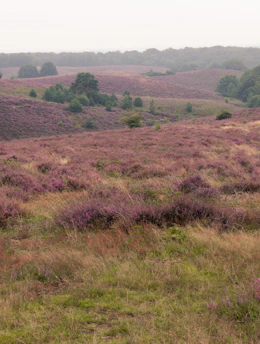 A scenic landscape with rolling hills covered in purple heather. Sparse trees and bushes dot the area, while the distant horizon is obscured by a hazy sky. The foreground showcases a mix of grass and heather, creating a layered appearance of natural beauty.