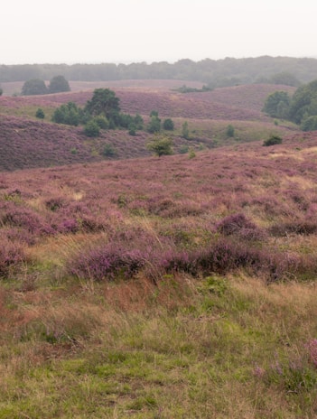 A scenic landscape with rolling hills covered in purple heather. Sparse trees and bushes dot the area, while the distant horizon is obscured by a hazy sky. The foreground showcases a mix of grass and heather, creating a layered appearance of natural beauty.