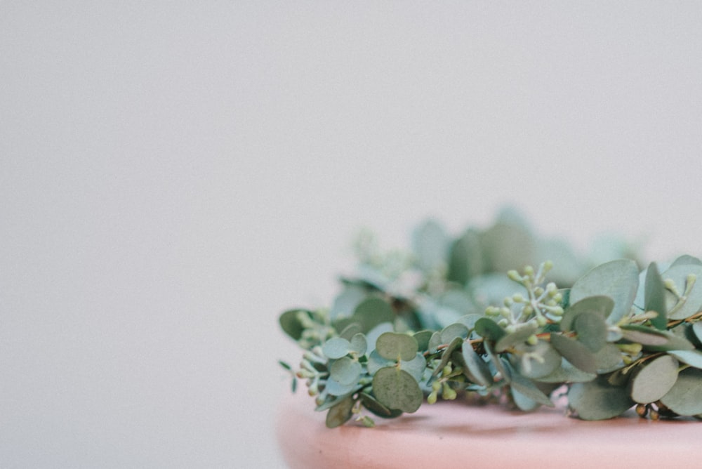 planta verde no vaso cerâmico cor-de-rosa