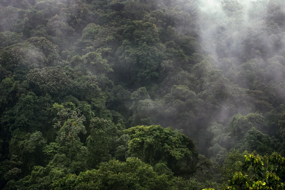 alberi verdi coperti di nebbia durante il giorno