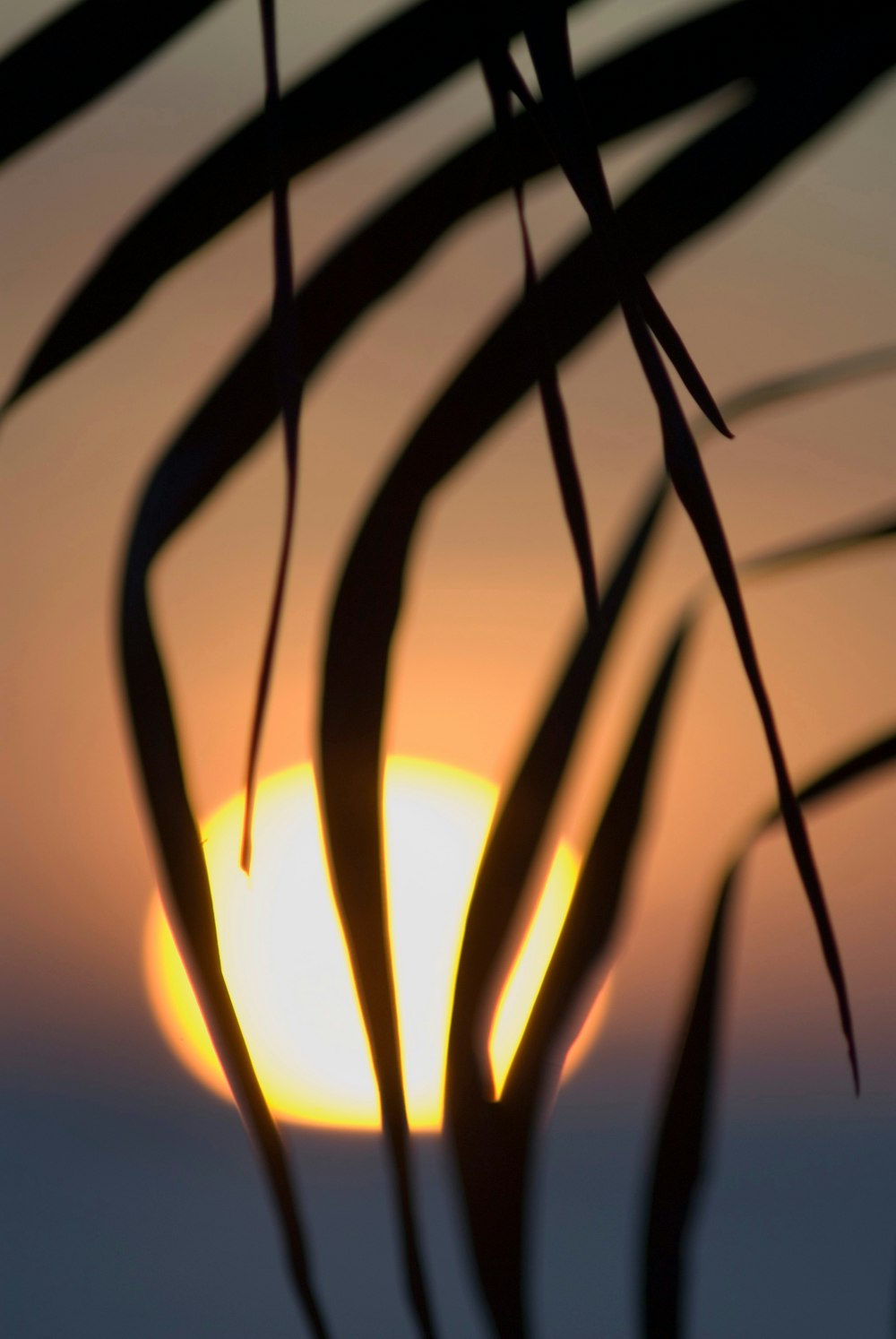 silhouette of plant during sunset