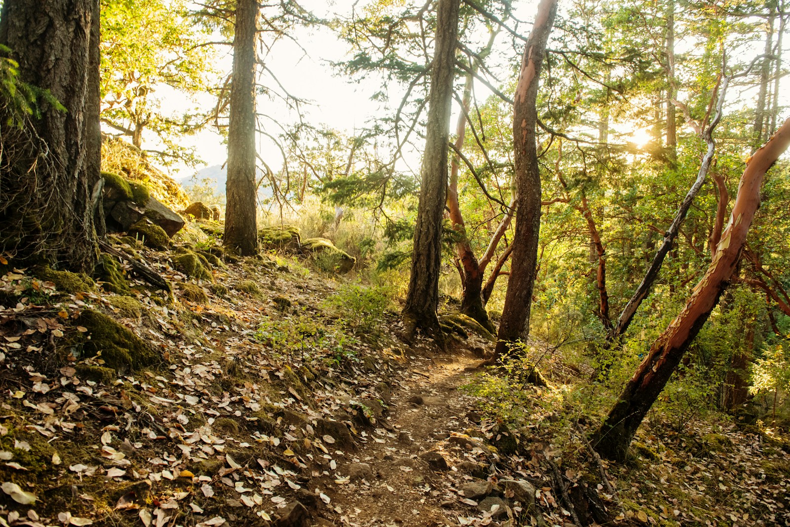 Thetis Heights: Thetis Lake Access vs Millstream Traffic