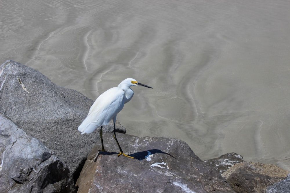 oiseau blanc sur roche grise près du plan d’eau pendant la journée