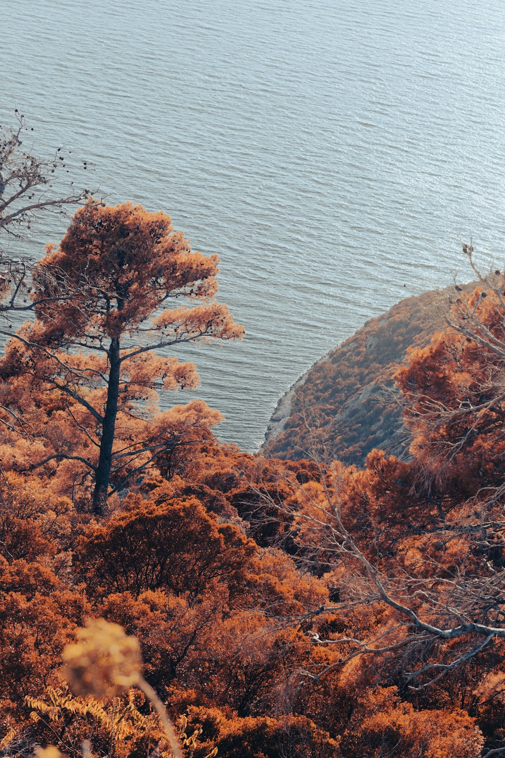 brown trees on brown rock formation near body of water during daytime