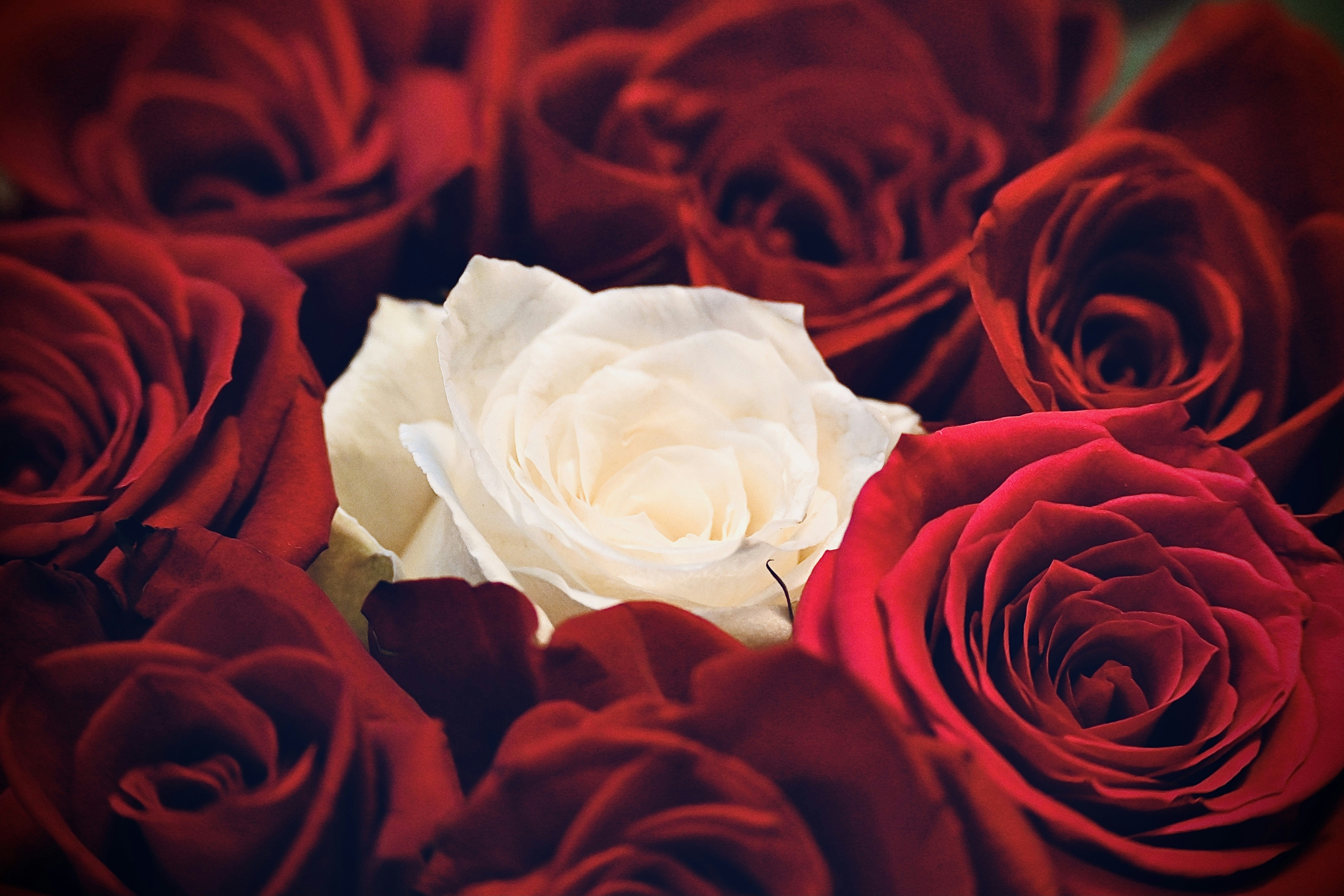 Photo by vijetha_surakanti