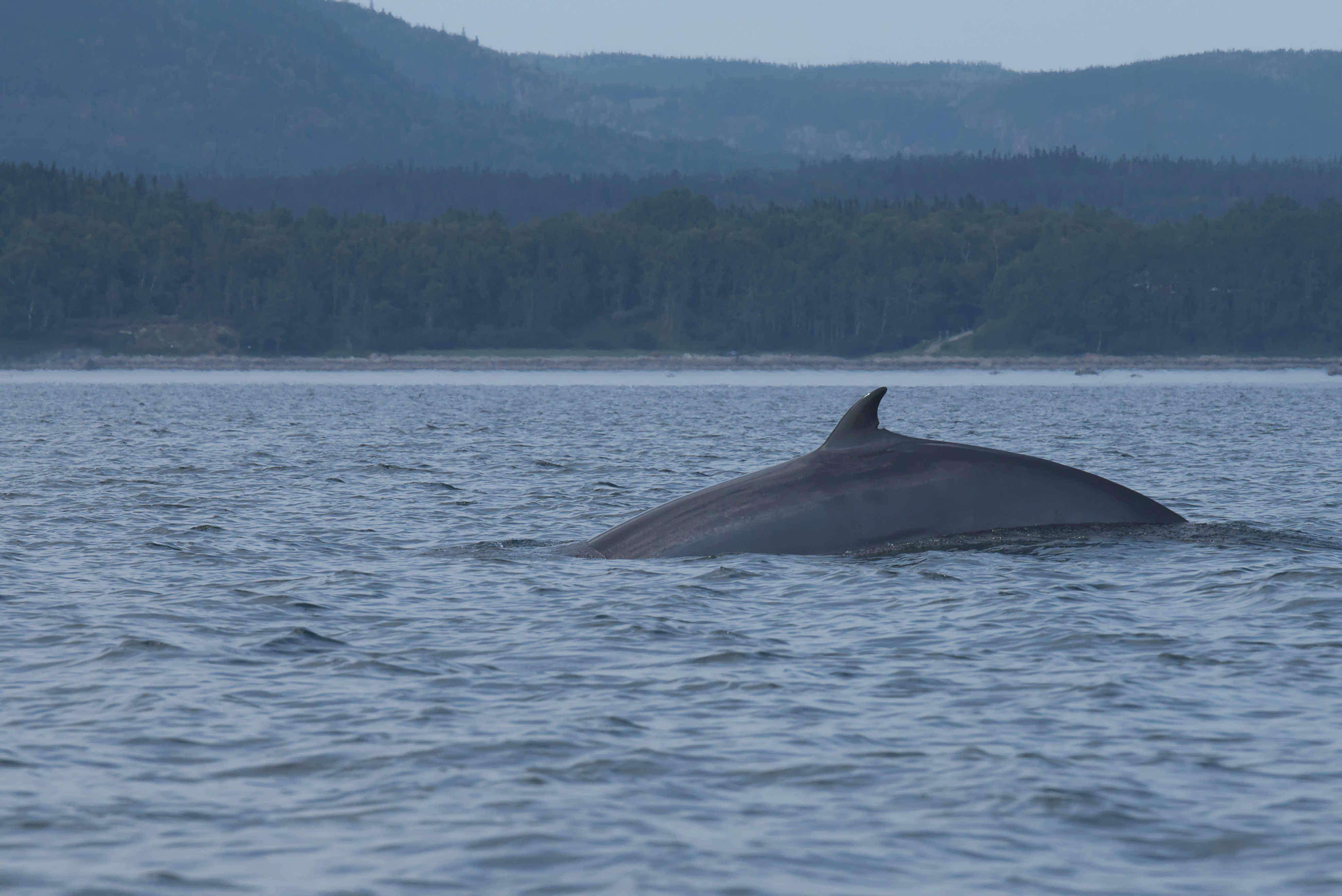 8. Minke Whale (image credits: unsplash)