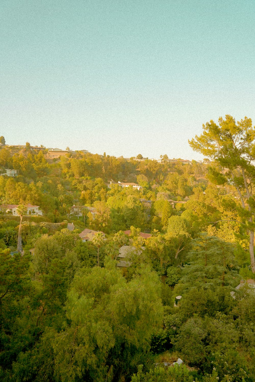 green trees under blue sky during daytime