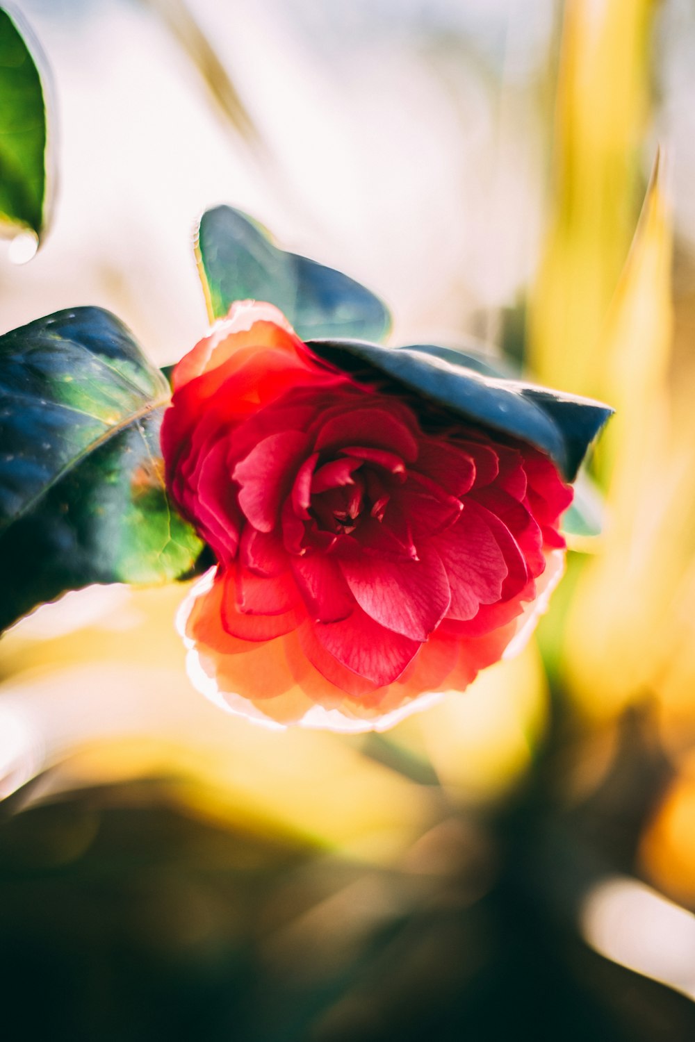 red and white rose in bloom during daytime