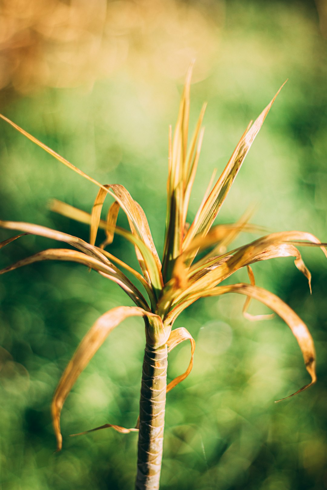 brown plant in tilt shift lens