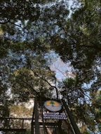Tall trees with dense green foliage create a natural canopy above. Sunlight filters through the leaves, illuminating the scene with patches of light. A sign is visible, featuring a logo and the text 'Ministry of Environment and Forestry'.