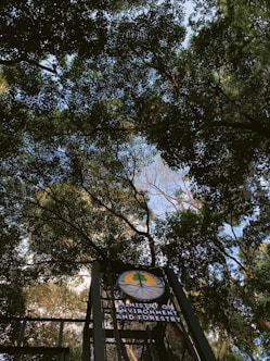 Tall trees with dense green foliage create a natural canopy above. Sunlight filters through the leaves, illuminating the scene with patches of light. A sign is visible, featuring a logo and the text 'Ministry of Environment and Forestry'.