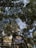 Tall trees with dense green foliage create a natural canopy above. Sunlight filters through the leaves, illuminating the scene with patches of light. A sign is visible, featuring a logo and the text 'Ministry of Environment and Forestry'.