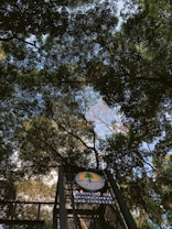 Tall trees with dense green foliage create a natural canopy above. Sunlight filters through the leaves, illuminating the scene with patches of light. A sign is visible, featuring a logo and the text 'Ministry of Environment and Forestry'.