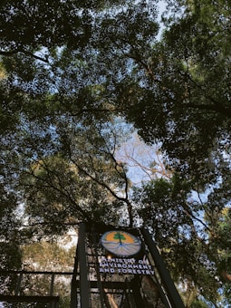 Tall trees with dense green foliage create a natural canopy above. Sunlight filters through the leaves, illuminating the scene with patches of light. A sign is visible, featuring a logo and the text 'Ministry of Environment and Forestry'.