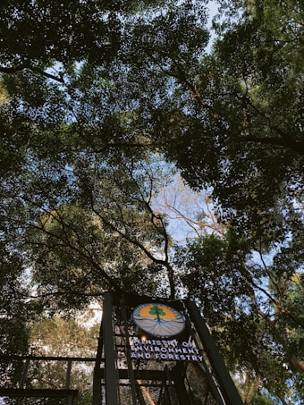 Tall trees with dense green foliage create a natural canopy above. Sunlight filters through the leaves, illuminating the scene with patches of light. A sign is visible, featuring a logo and the text 