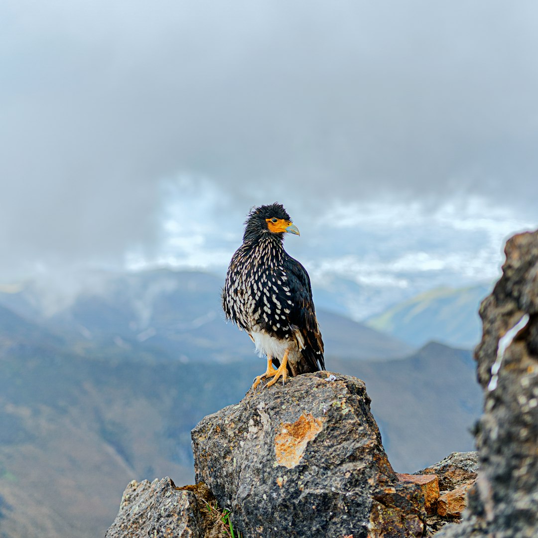 black and white bird on gray rock during daytime