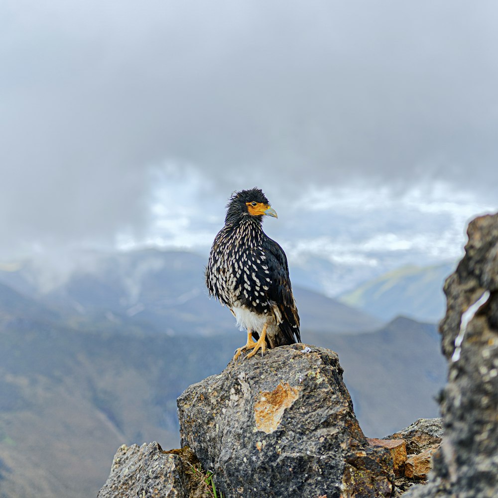 black and white bird on gray rock during daytime