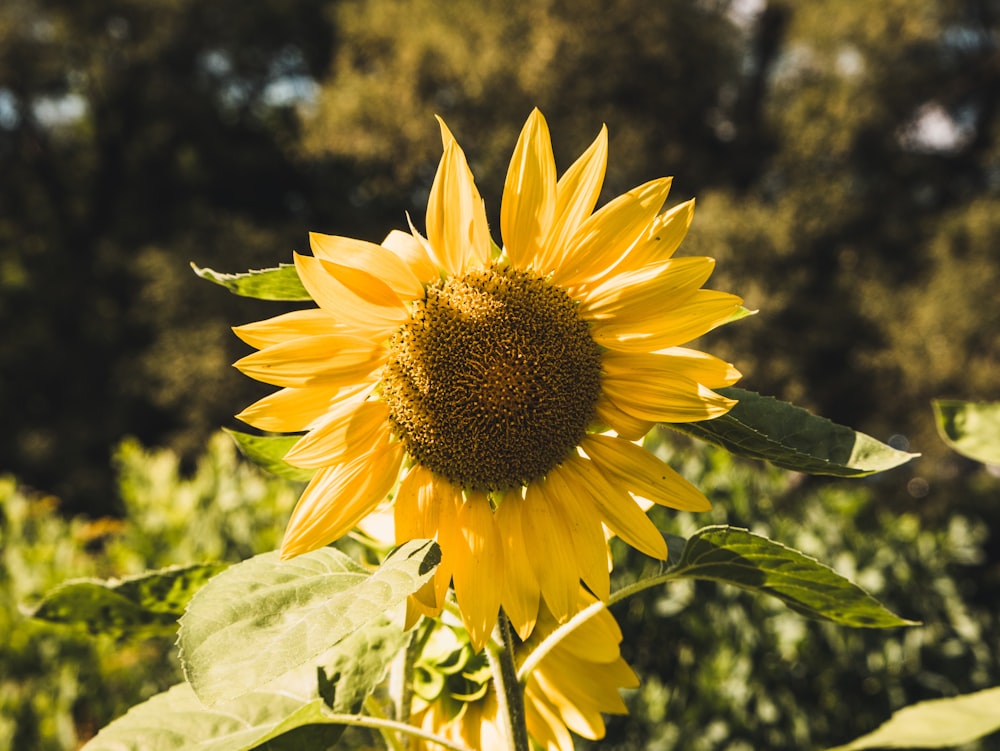 yellow sunflower in tilt shift lens