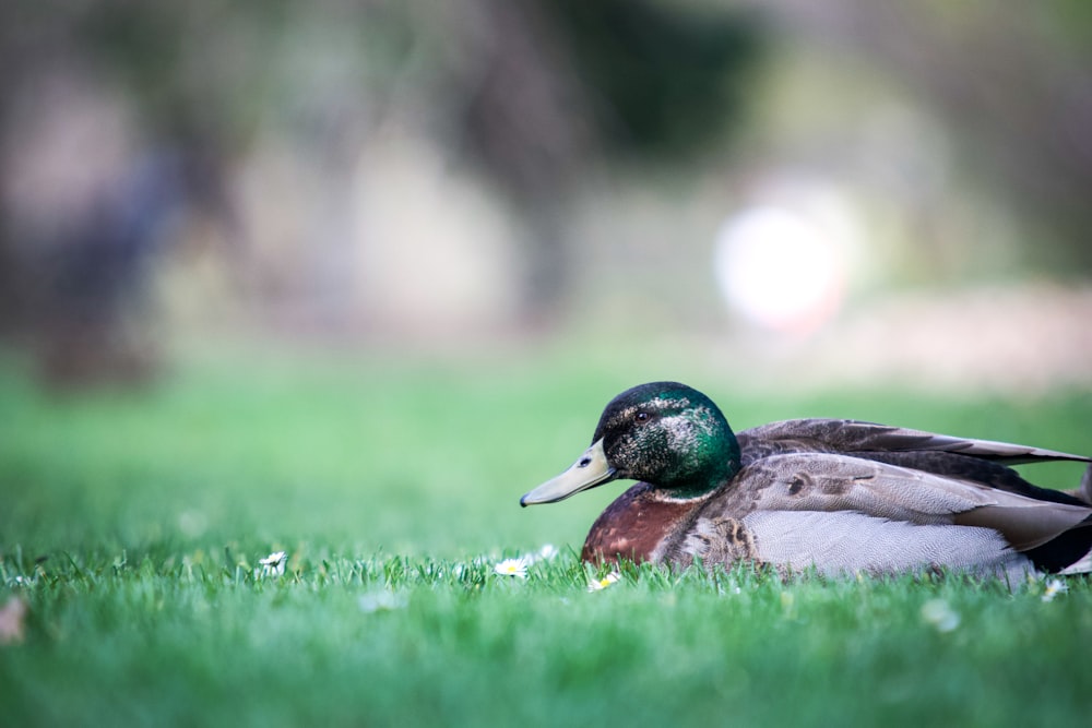 green and brown mallard duck on green grass during daytime
