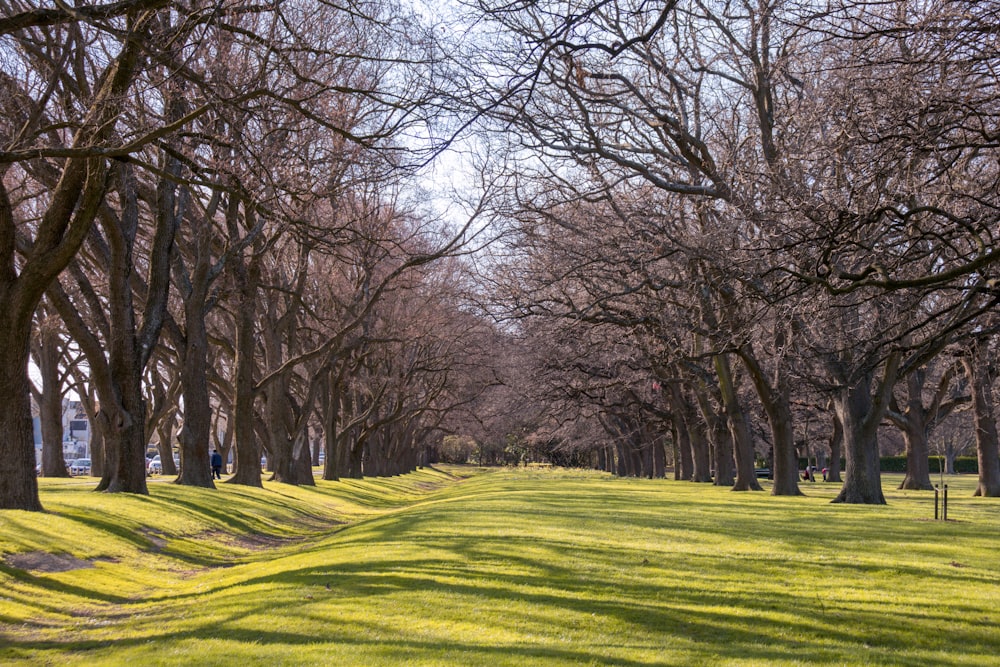 leafless trees on green grass field during daytime