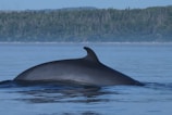 A close-up of a whale's fin breaking the water's surface.