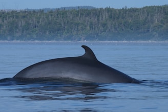 A large whale with a prominent dorsal fin breaks the surface of a calm body of water. The background features a distant shoreline lined with dense, green forest under a clear blue sky.