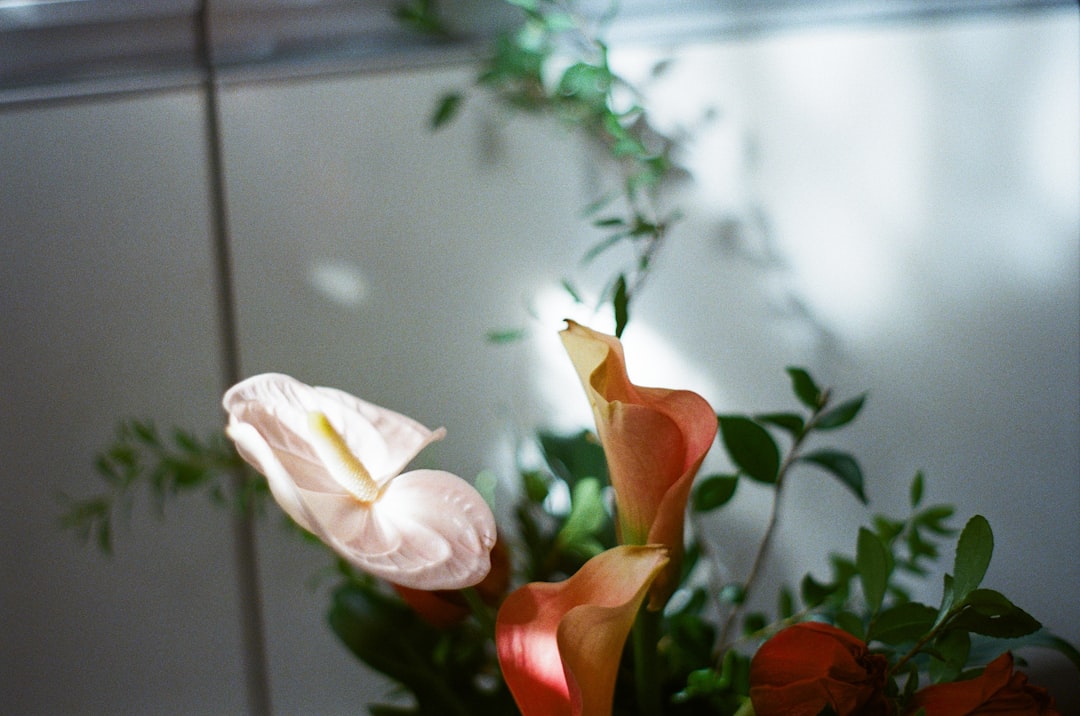 white and orange flower in close up photography