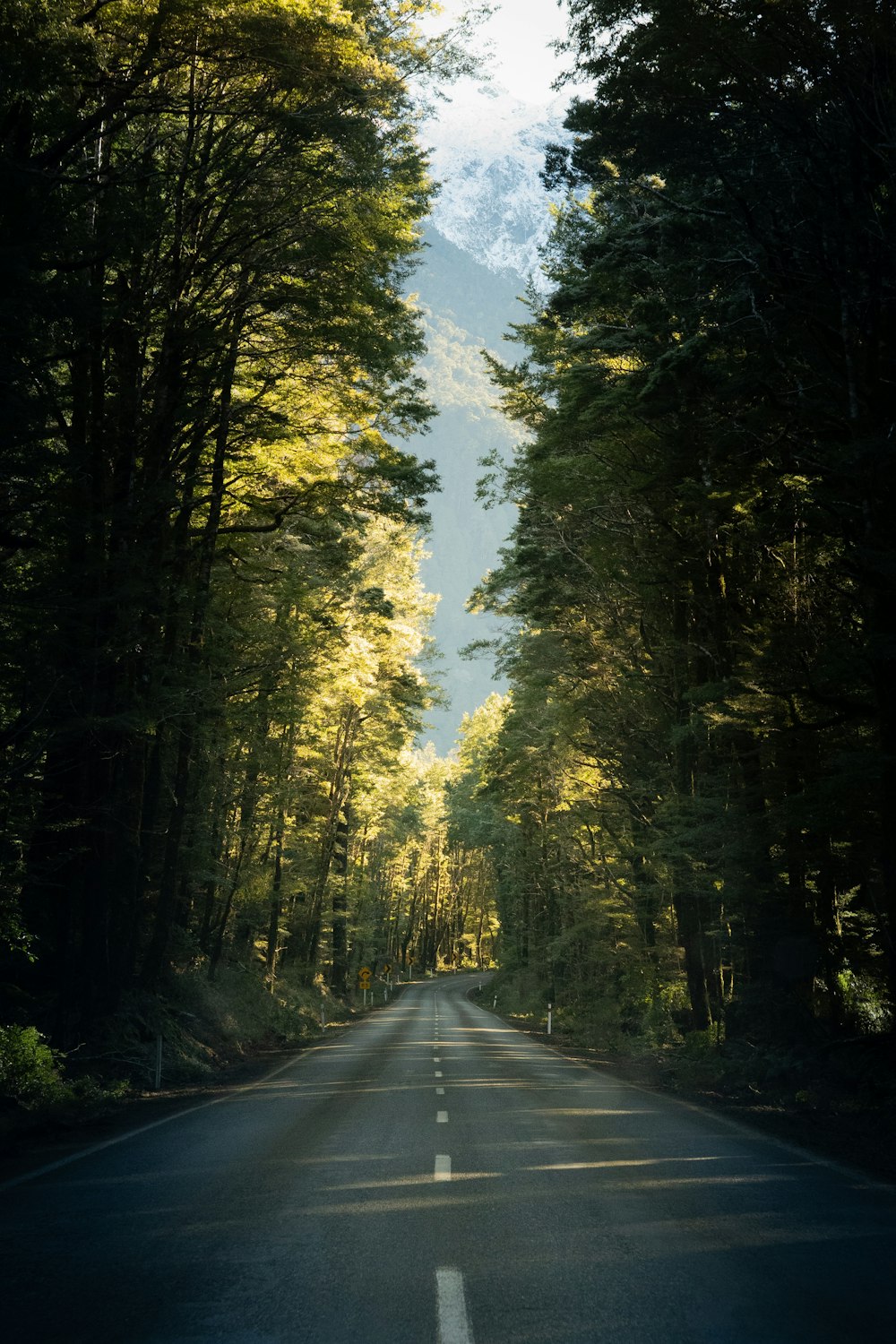 gray asphalt road between green trees during daytime