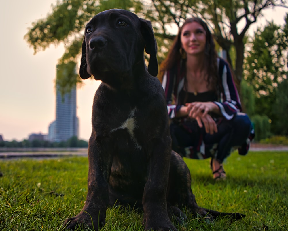 black and white short coated dog sitting on green grass during daytime