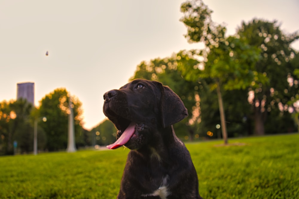black short coated dog on green grass field during daytime