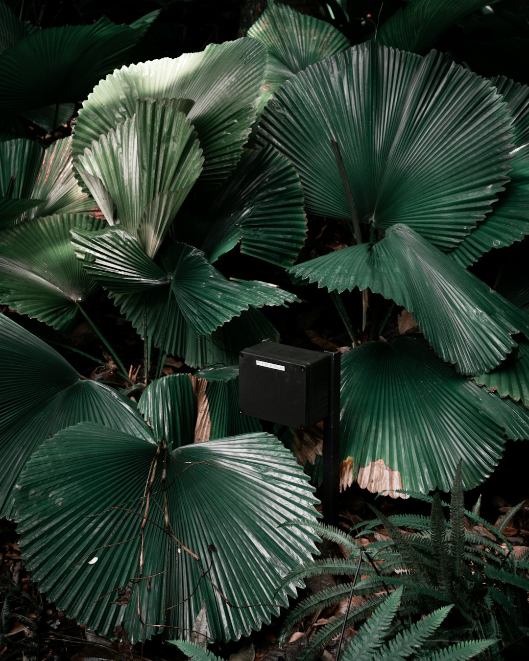 black wooden house surrounded by green palm plants