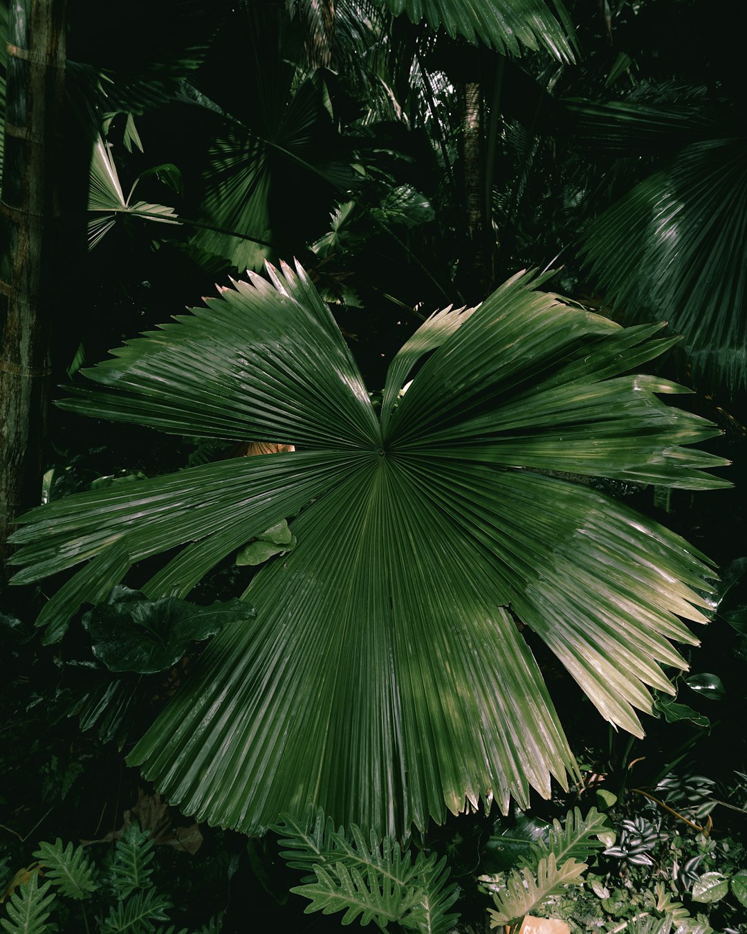 green palm tree during daytime