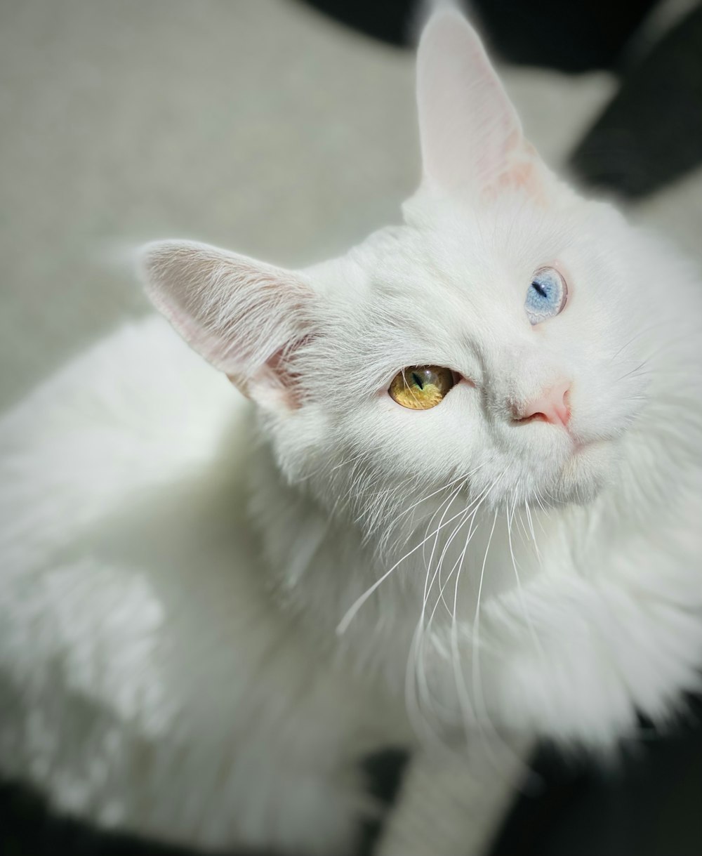 white cat with yellow eyes