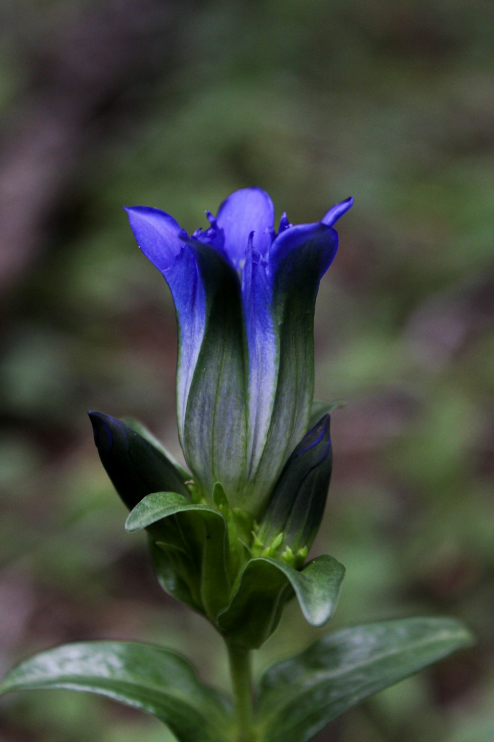 purple crocus in bloom during daytime