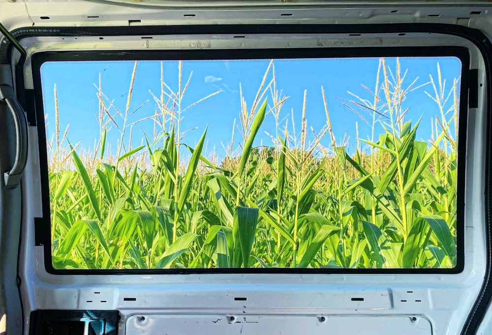 green wheat field under blue sky during daytime