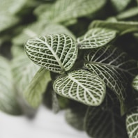 green leaves in macro lens